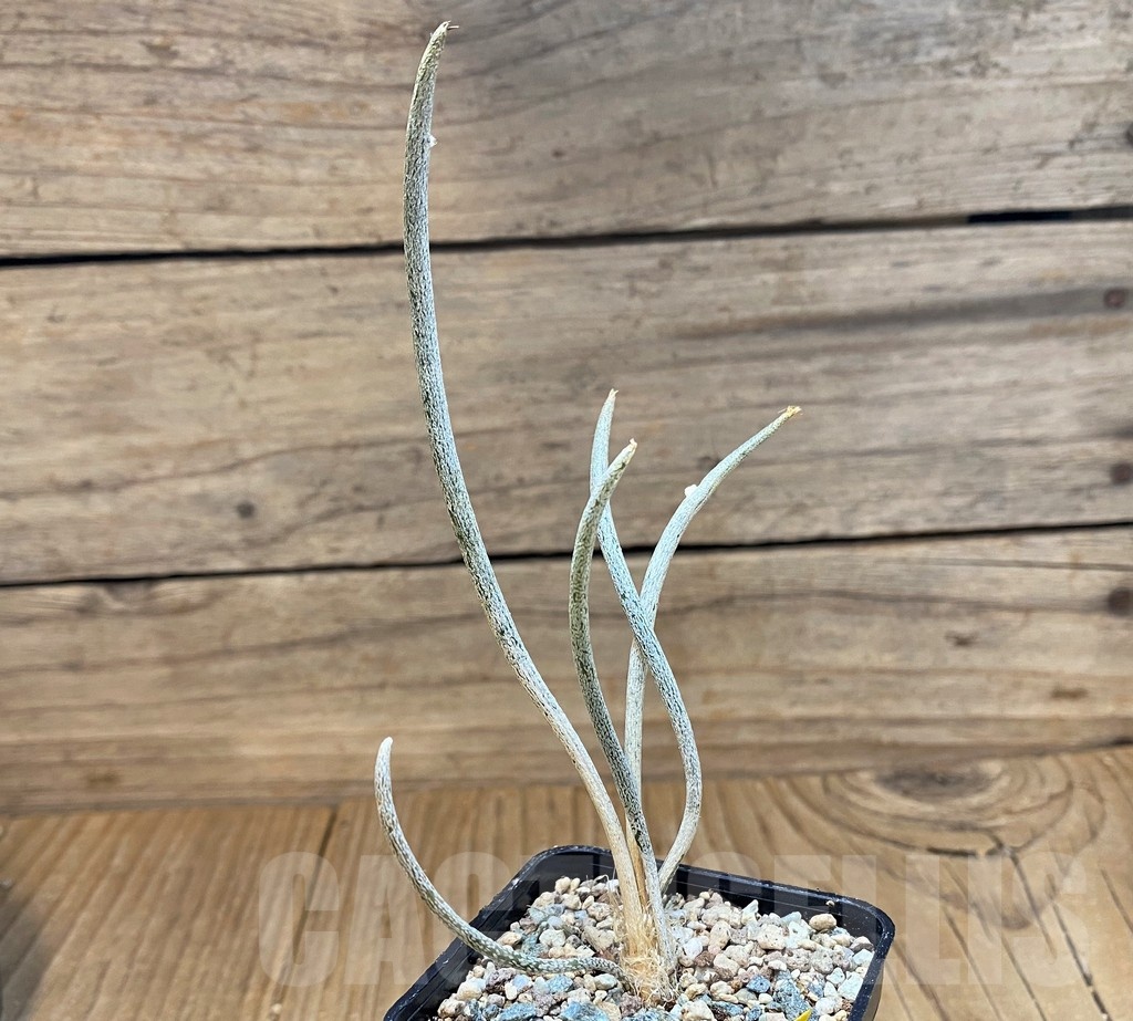 SH24728 Astrophytum caput-medusae - Image 2