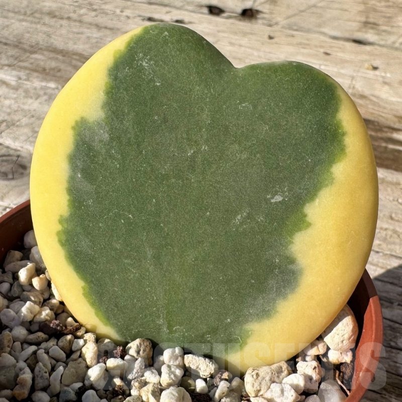 SH24855 Hoya kerrii f. variegata