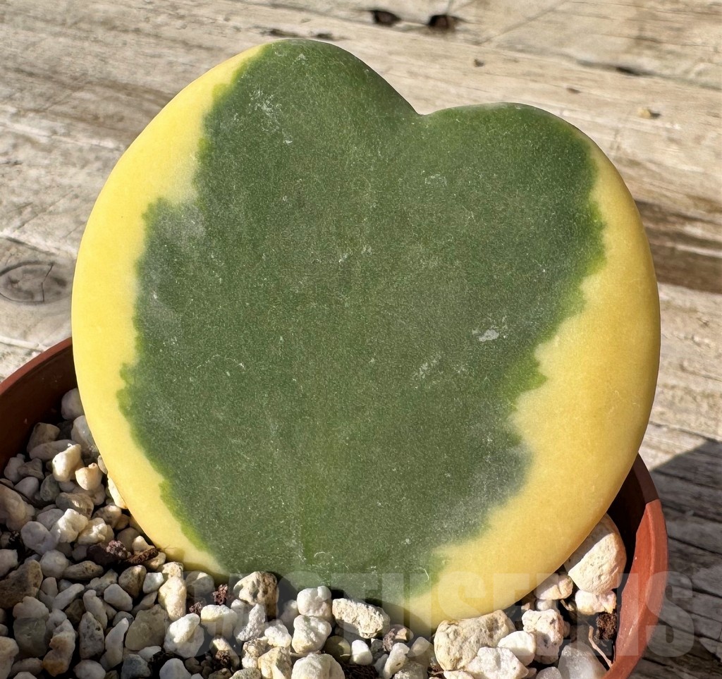 SH24855 Hoya kerrii f. variegata