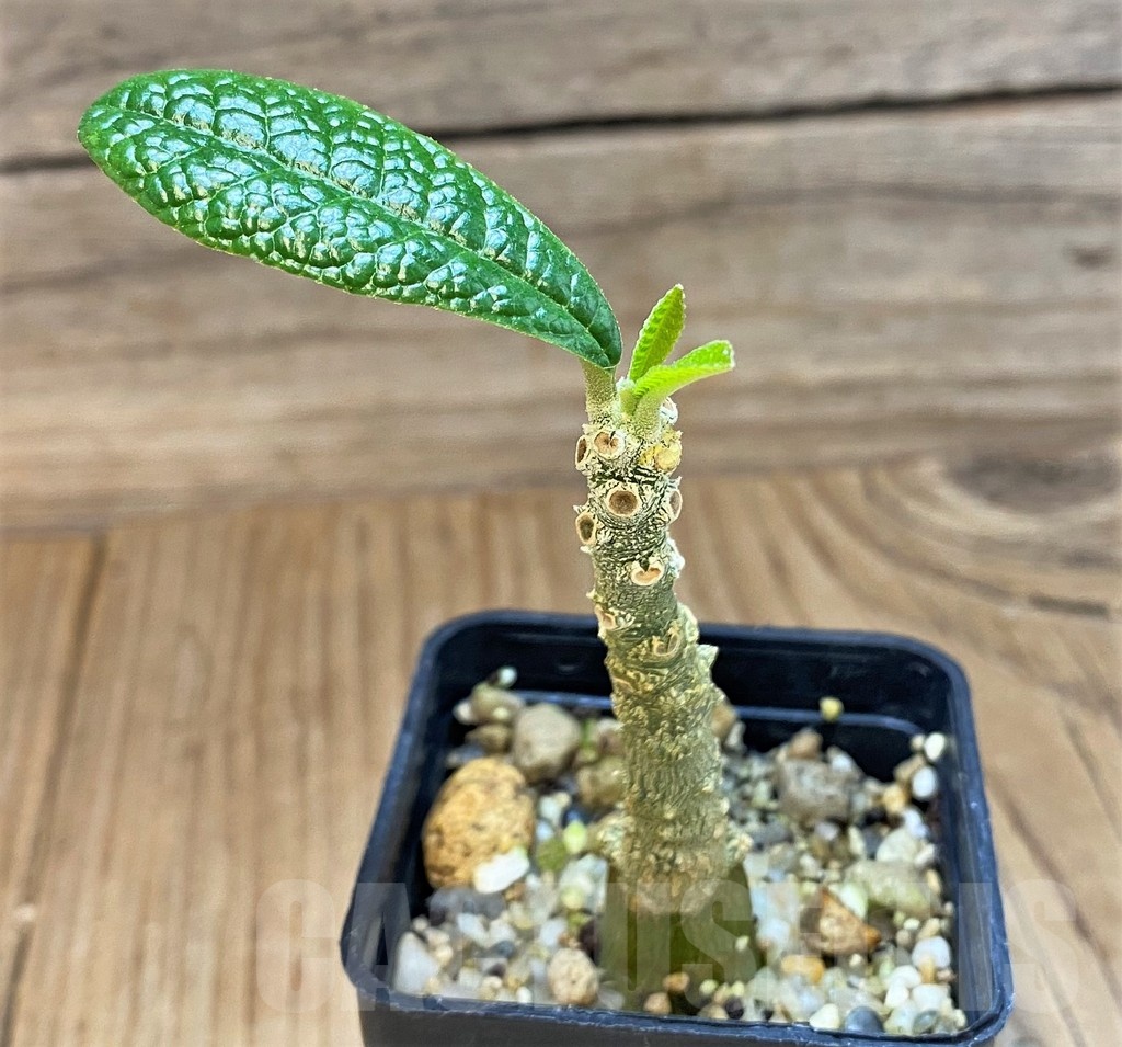 SH24729 Dorstenia gigas