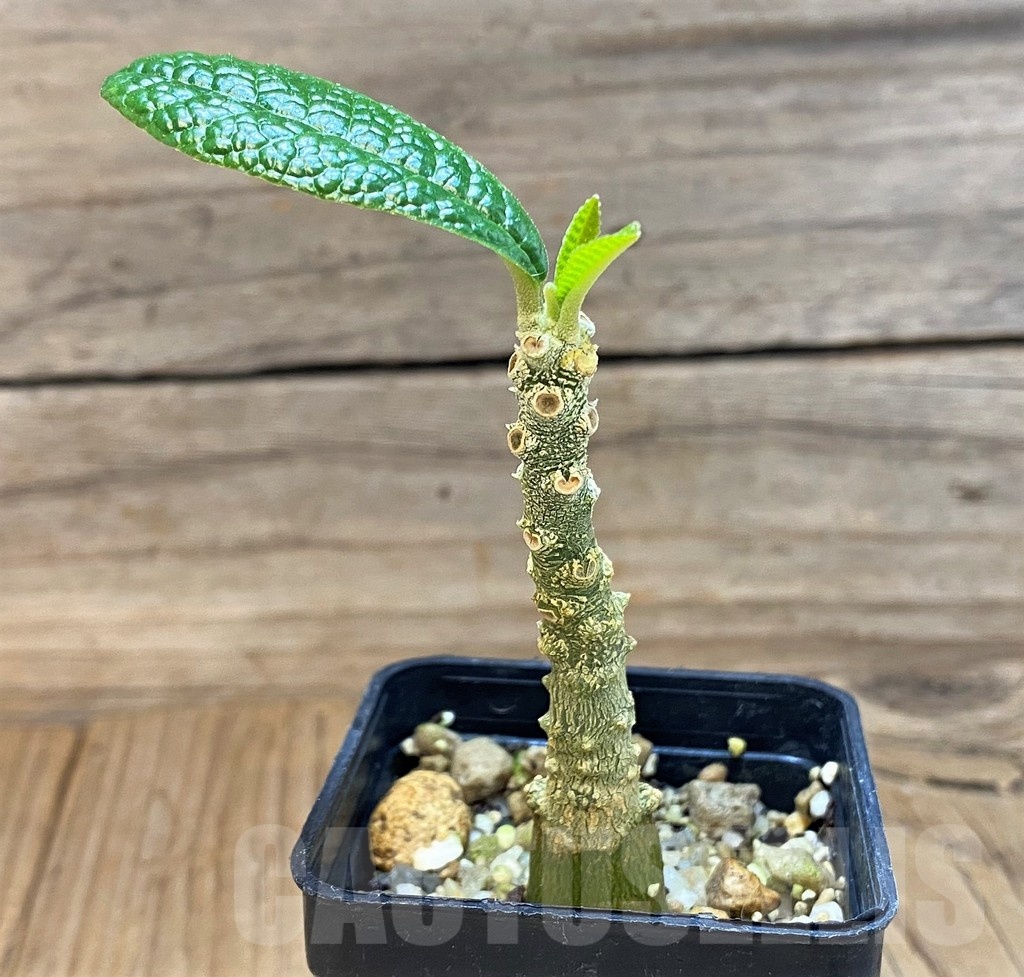 SH24729 Dorstenia gigas - Obrázek 2