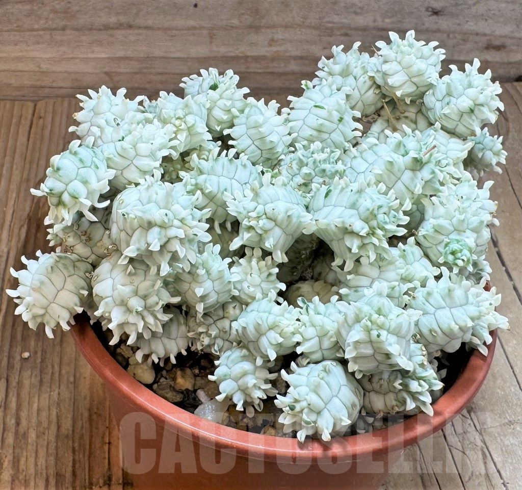 SH24818 Euphorbia mammillaris f. variegata - Image 2