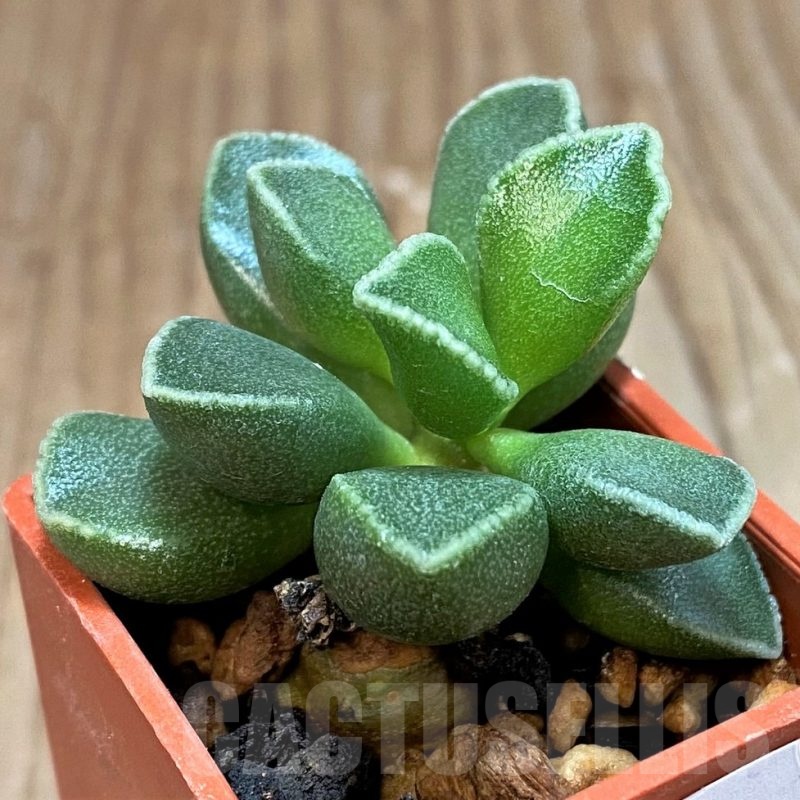 SH24627 Adromischus marianiae v. tanqua