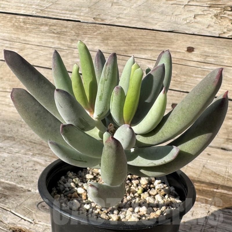 SH24856 Cotyledon orbiculata v. oophylla