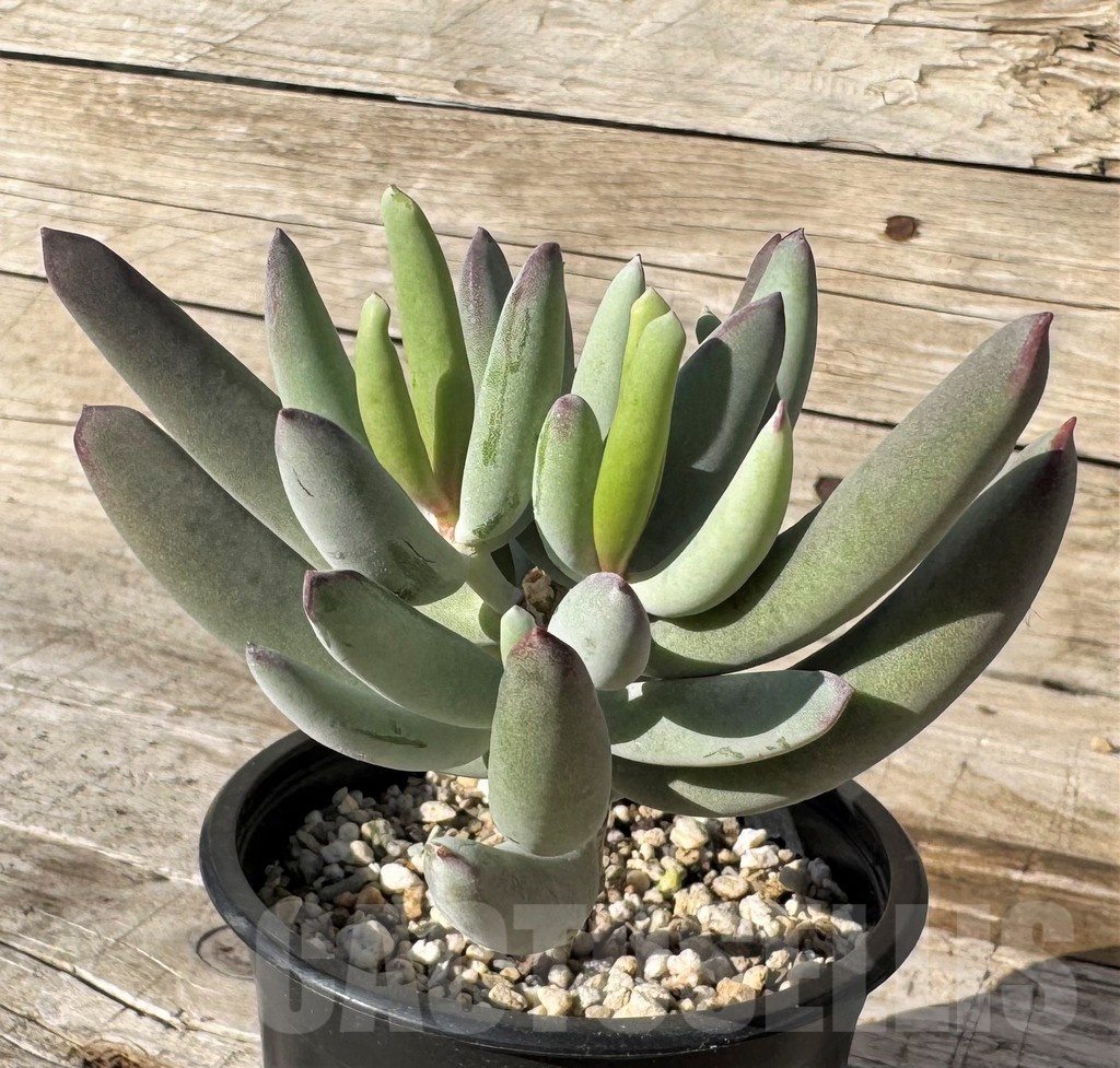 SH24856 Cotyledon orbiculata v. oophylla