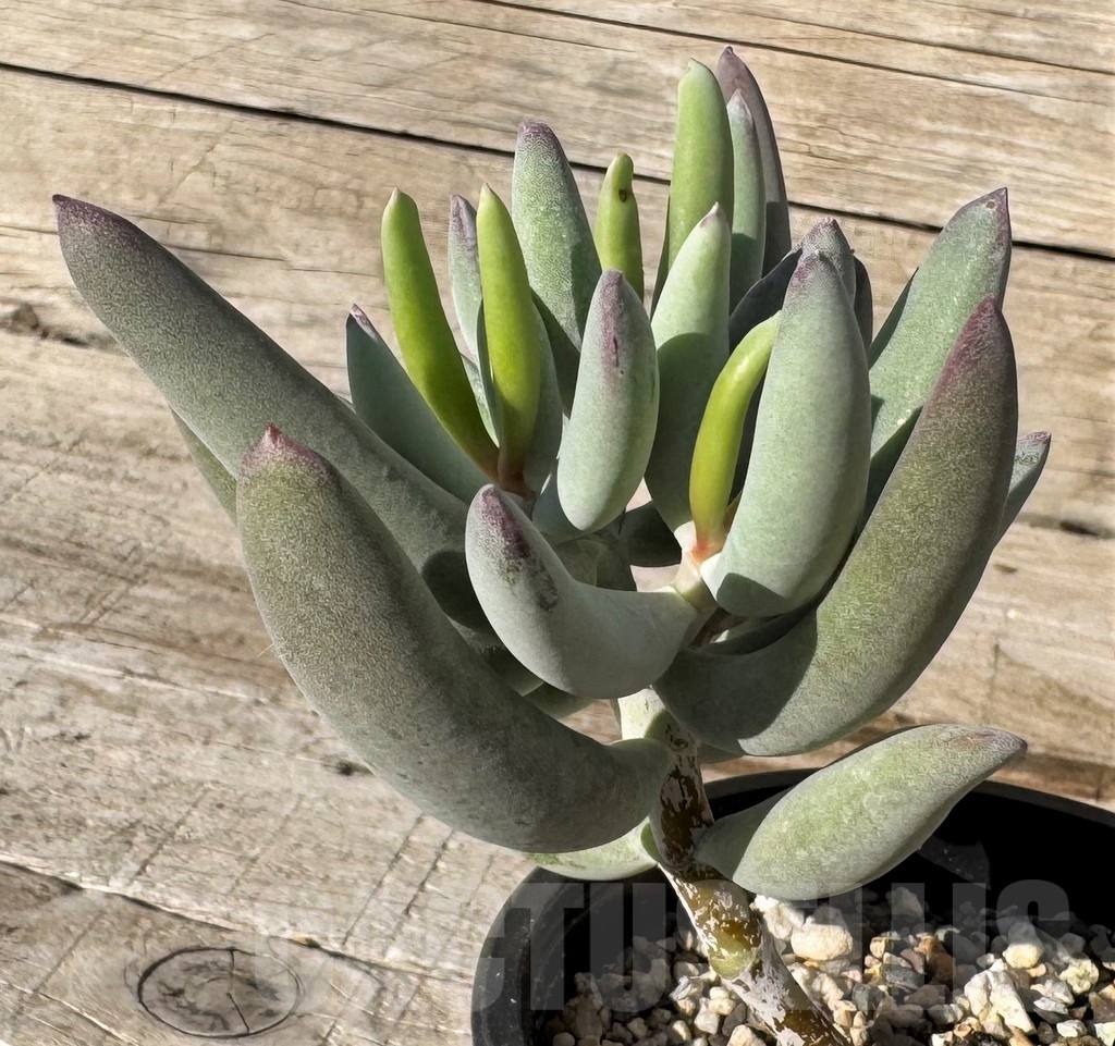 SH24856 Cotyledon orbiculata v. oophylla - immagine 2