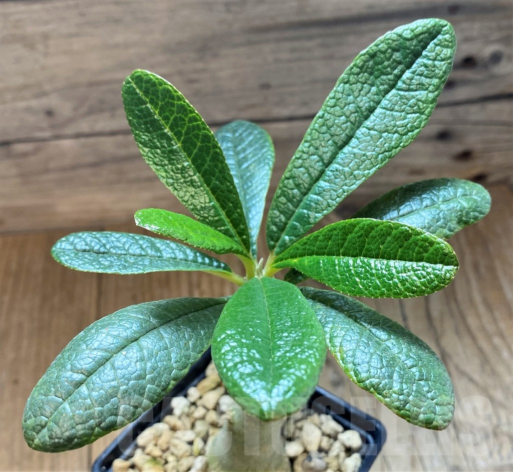 SH24730 Dorstenia gigas - Image 2