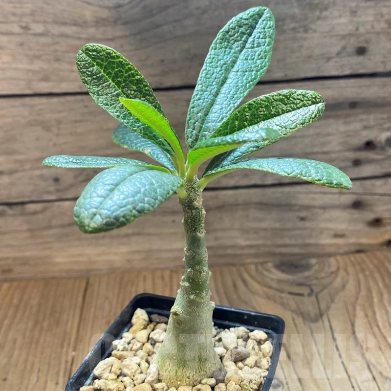 SH24730 Dorstenia gigas