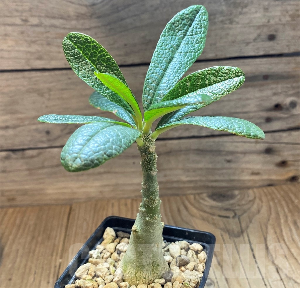 SH24730 Dorstenia gigas