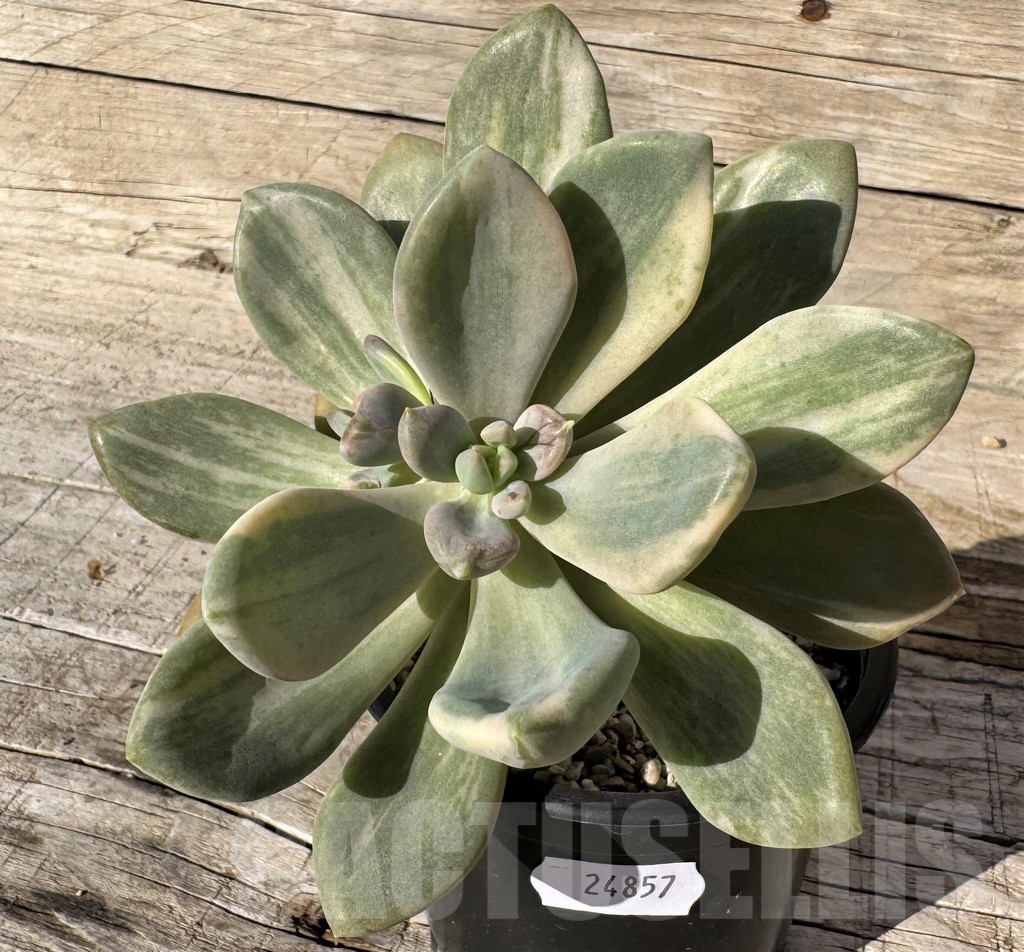 SH24857 Graptophytum ‘Supreme’ f. variegata