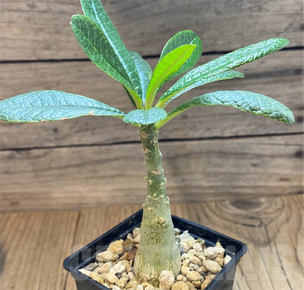 SH24730 Dorstenia gigas - Image 3