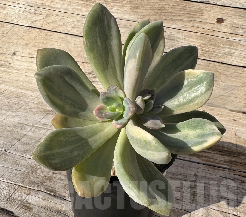 SH24857 Graptophytum ‘Supreme’ f. variegata - Image 2