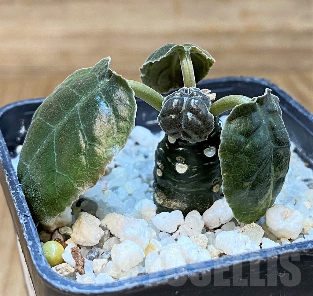 SH24731 Dorstenia foetida - Obrázek 2