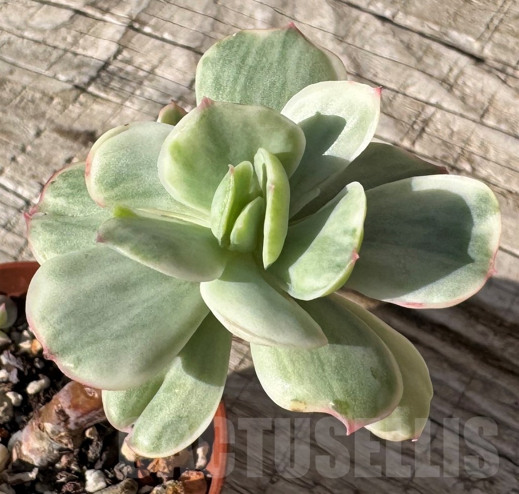 SH24858 Echeveria ‘Lemon Lime’ f. variegata - Image 2