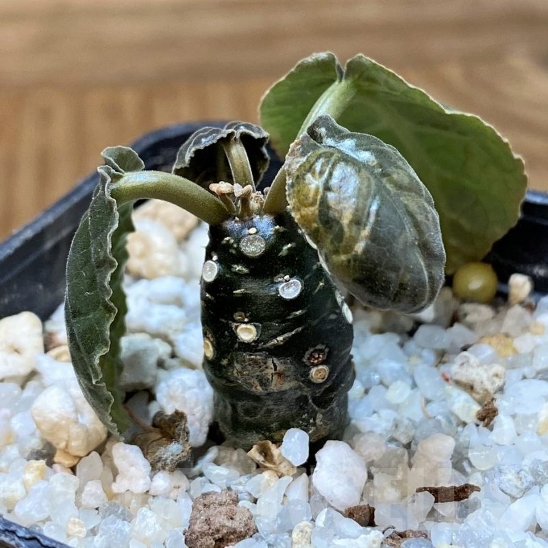 SH24731 Dorstenia foetida