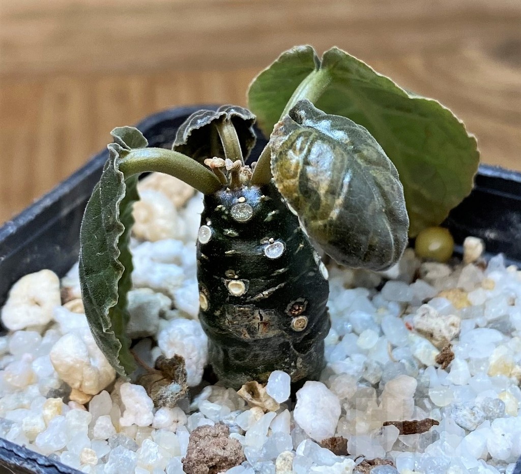 SH24731 Dorstenia foetida