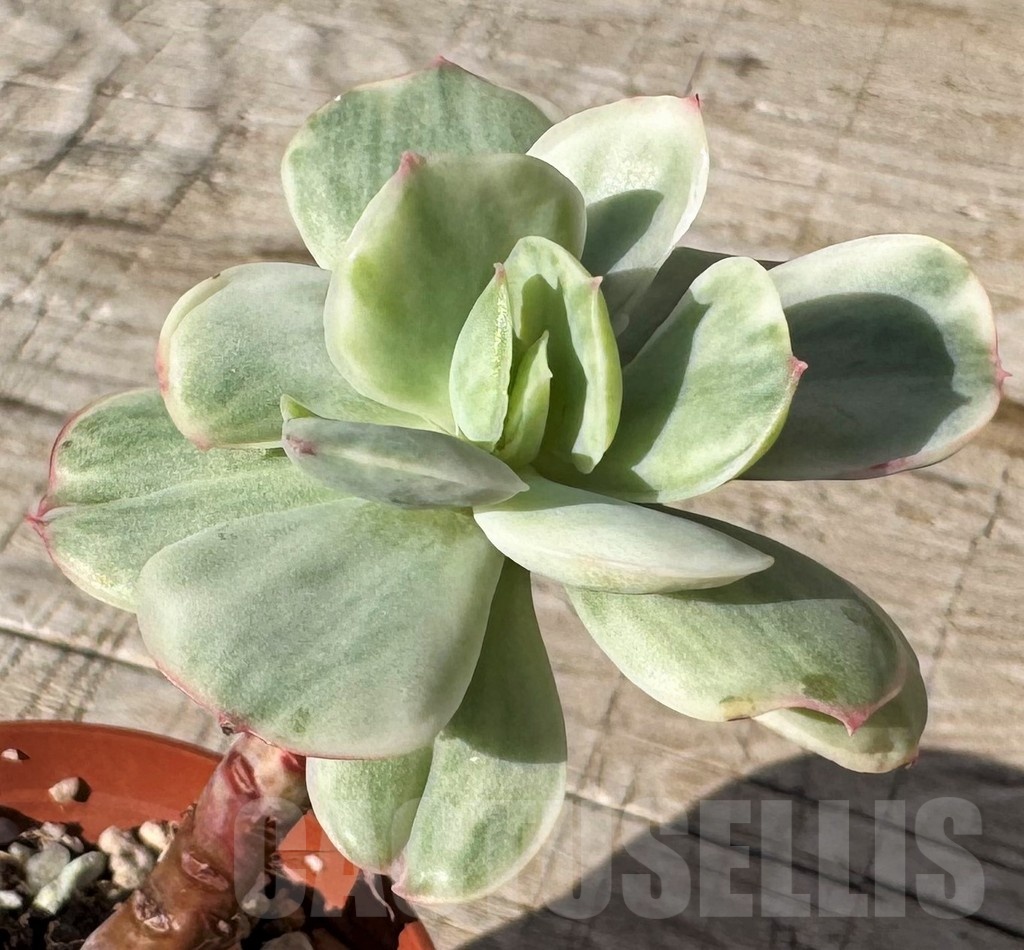 SH24858 Echeveria ‘Lemon Lime’ f. variegata