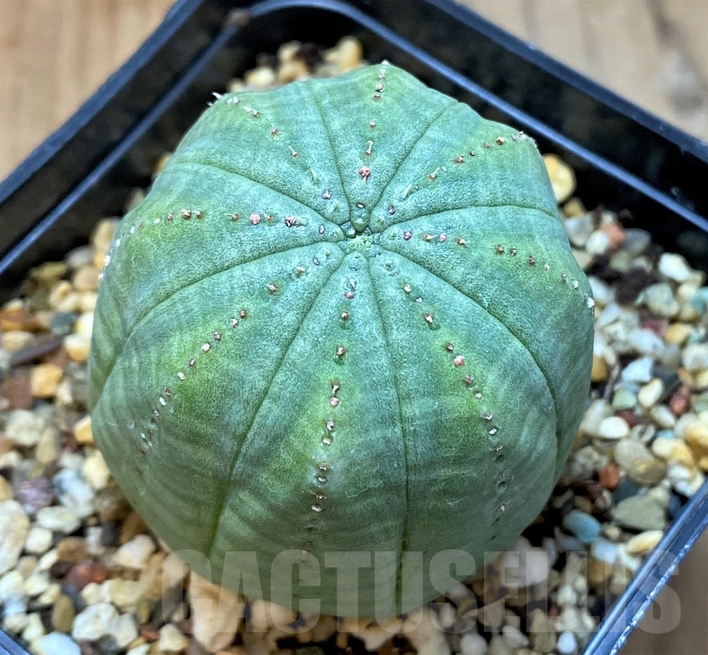 SH24732 Euphorbia obesa