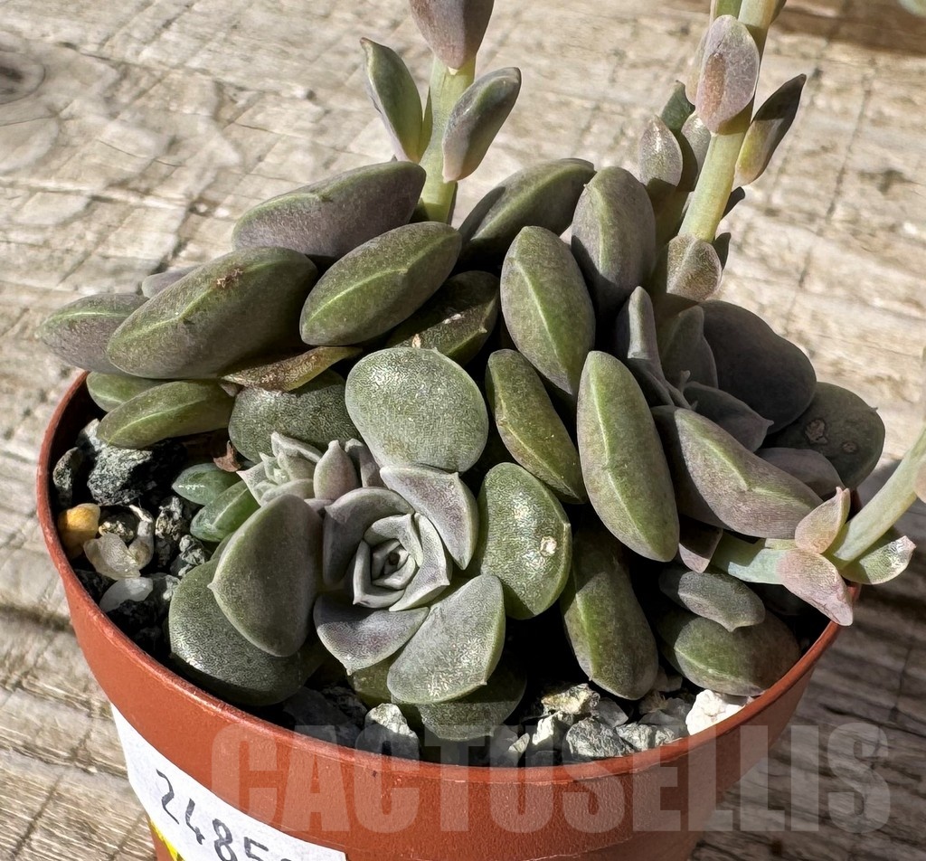 SH24859 Echeveria diffractens - Image 2