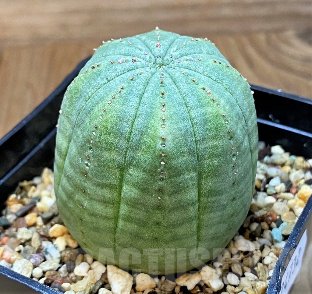 SH24732 Euphorbia obesa - Obrázek 2