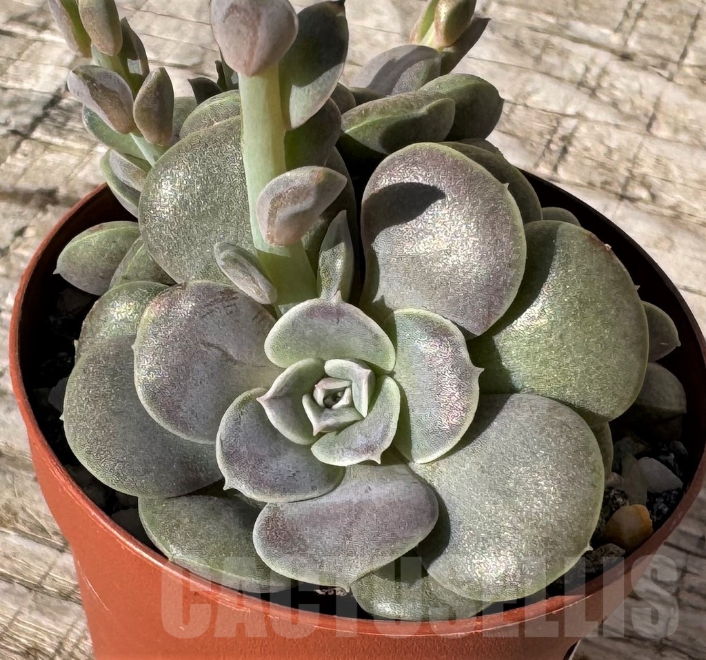 SH24859 Echeveria diffractens