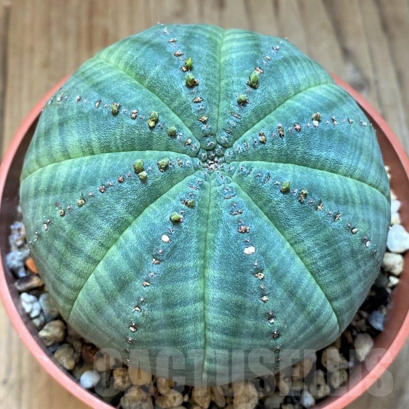 SH24733 Euphorbia symmetrica