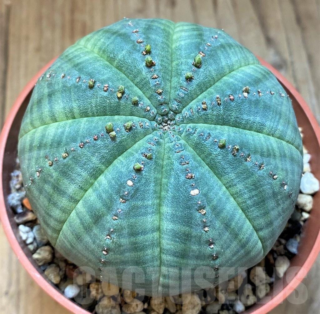 SH24733 Euphorbia symmetrica