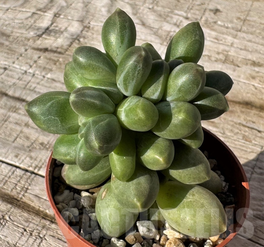 SH24860 Pachyphytum compactum f.cristata - Image 2