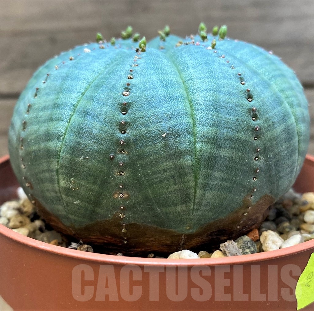 SH24733 Euphorbia symmetrica - Obrázek 2