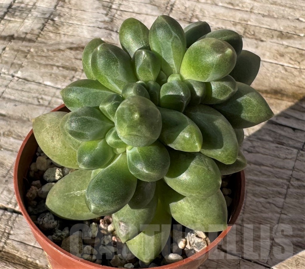 SH24860 Pachyphytum compactum f.cristata