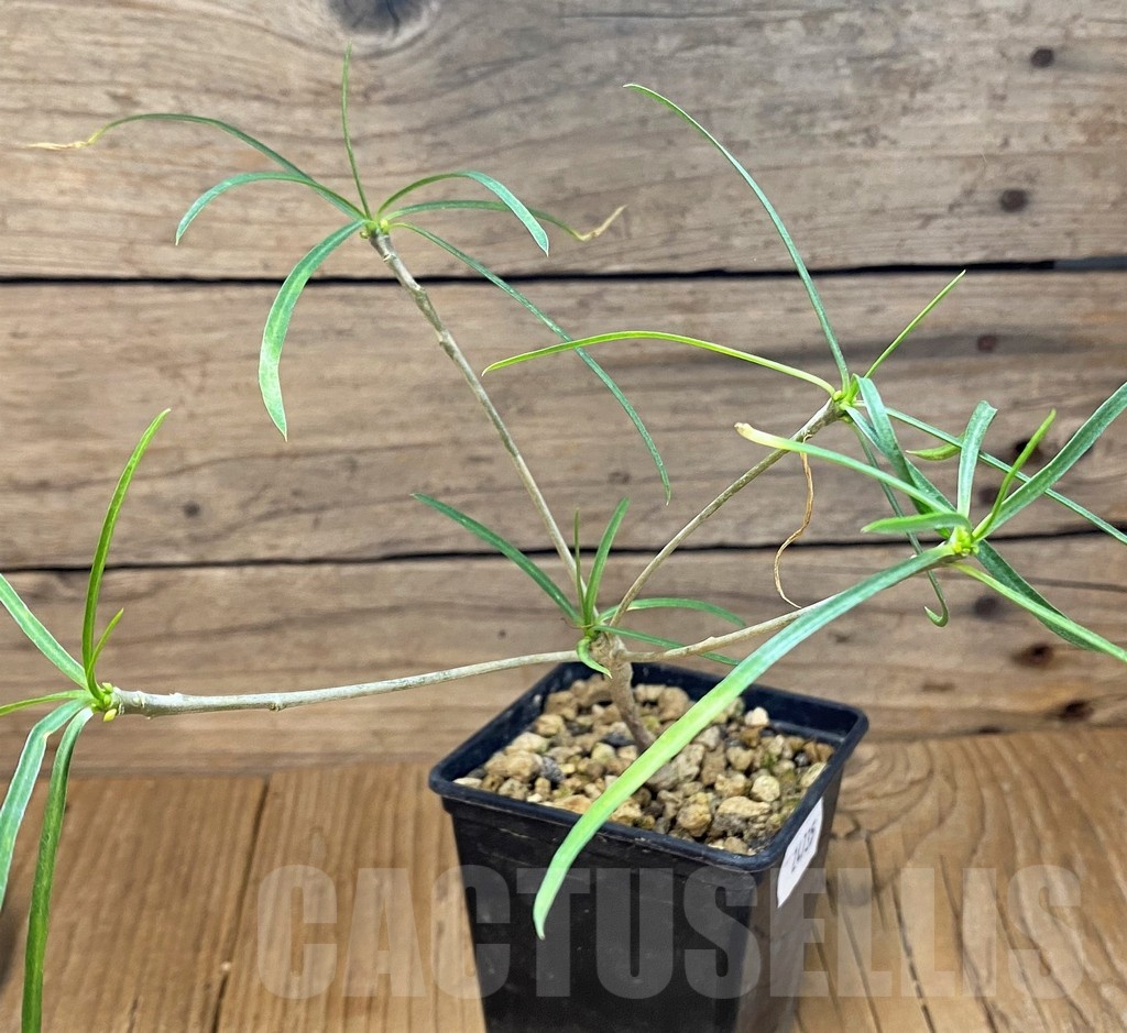 SH24735 Euphorbia hedyotoides – Bild 2