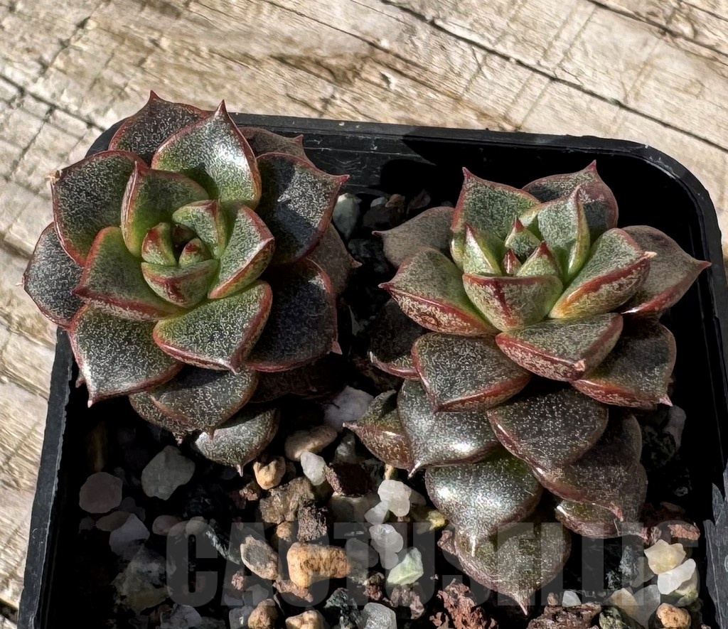 SH24861 Echeveria purpusorum hybrid