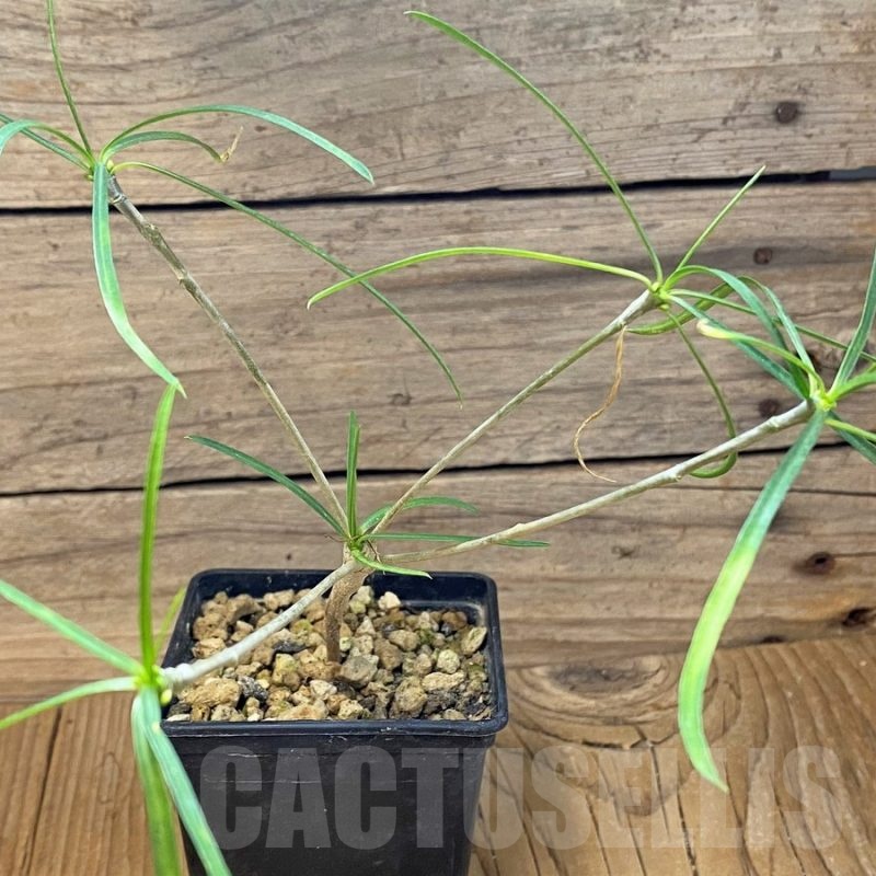 SH24735 Euphorbia hedyotoides