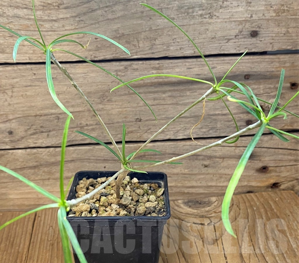 SH24735 Euphorbia hedyotoides