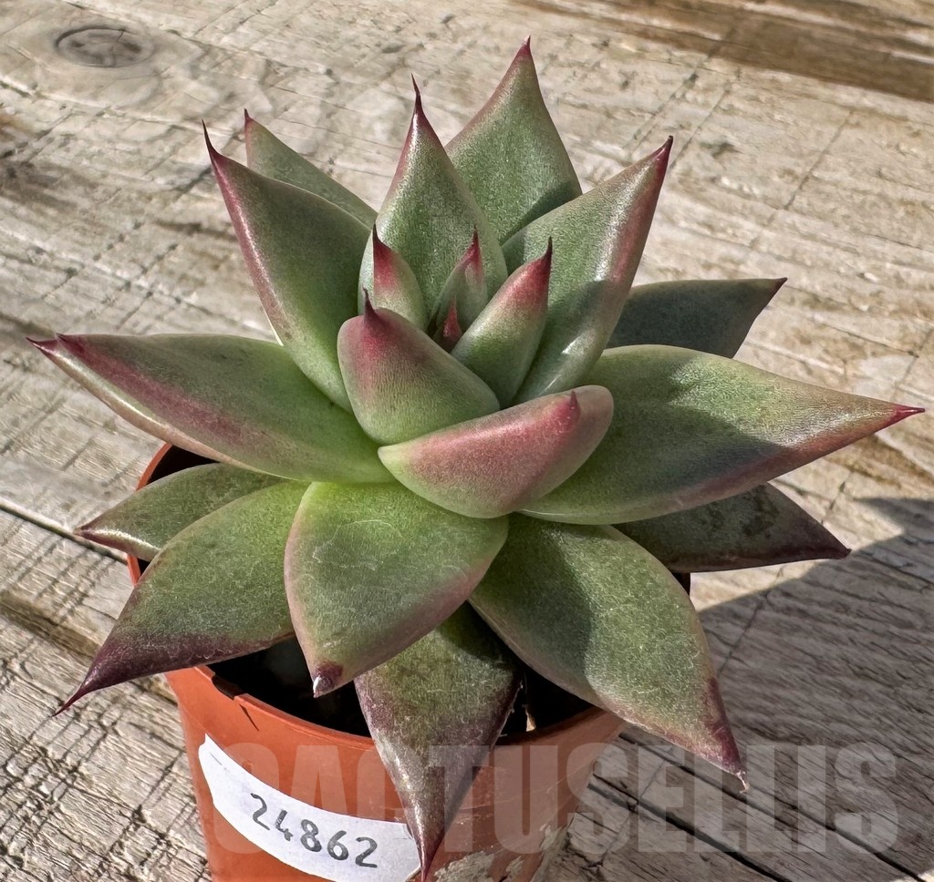 SH24862 Echeveria agavoides
