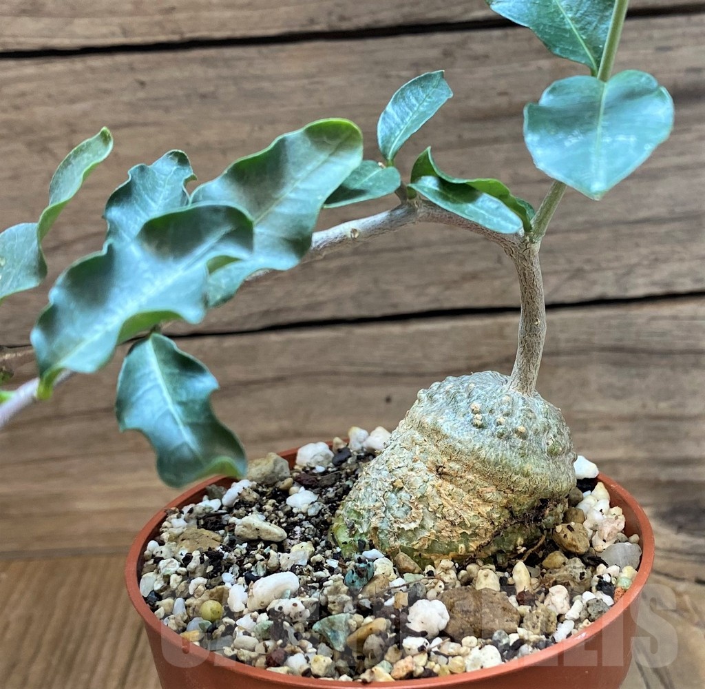 SH24736 Fockea edulis - immagine 2