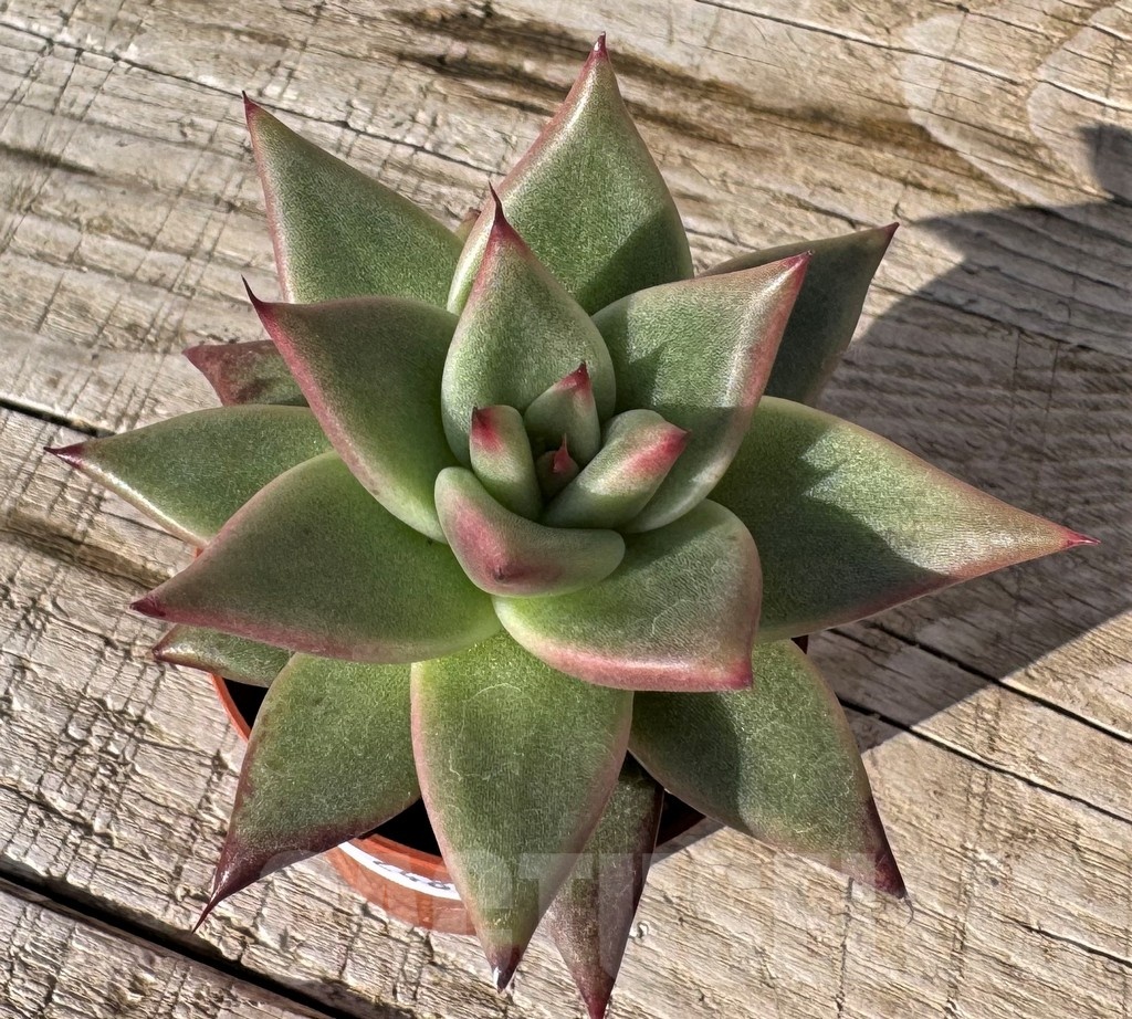 SH24862 Echeveria agavoides - Image 2