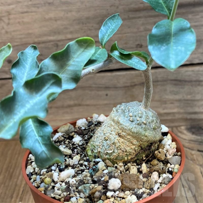 SH24736 Fockea edulis