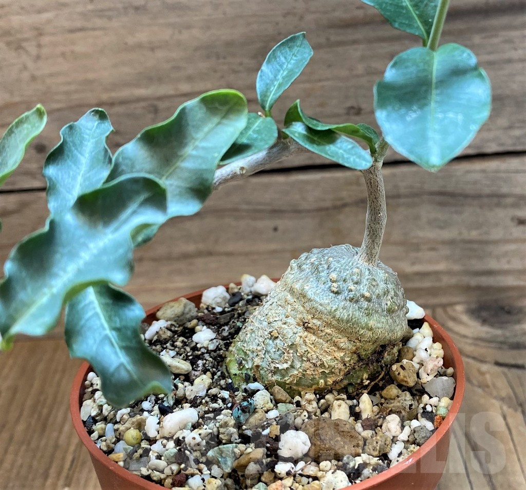 SH24736 Fockea edulis