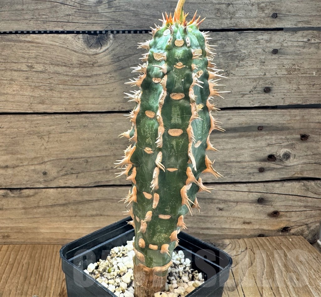 SH24819 Euphorbia viguieri v. nova red leaf -Namoroka- - Image 2