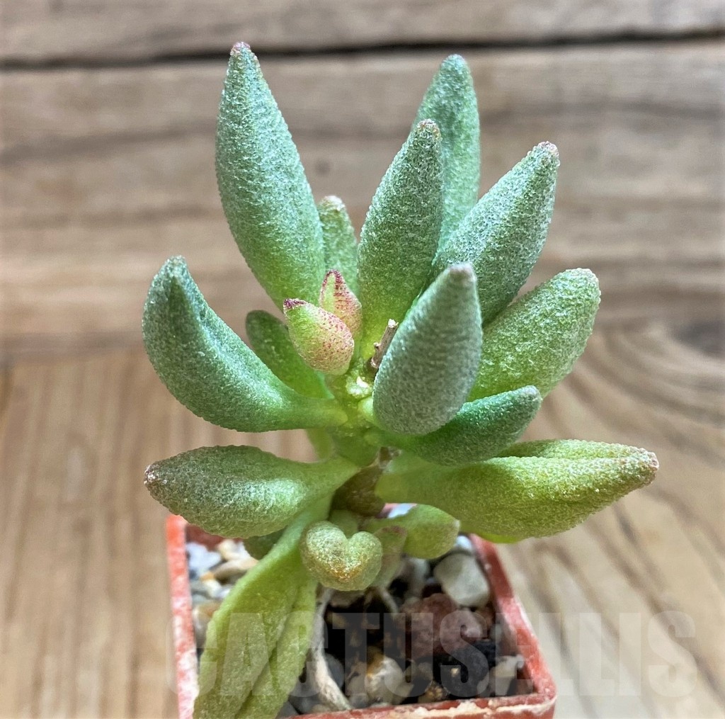 SH24628 Adromischus marianiae 'Alveolatus' - immagine 2