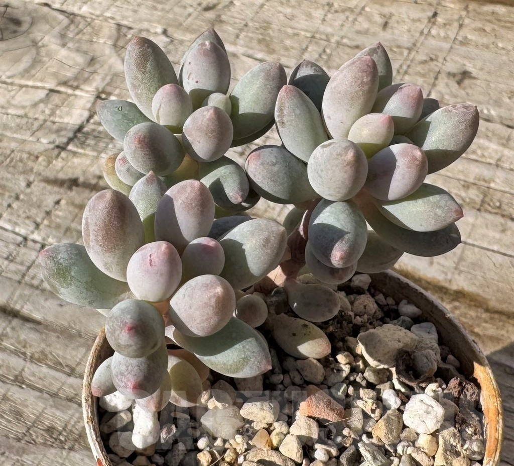 SH24863 Pachyphytum ‘Blue Bird’ mini