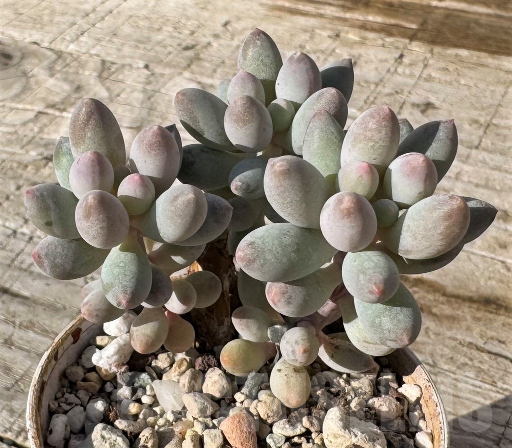 SH24863 Pachyphytum ‘Blue Bird’ mini - Image 2