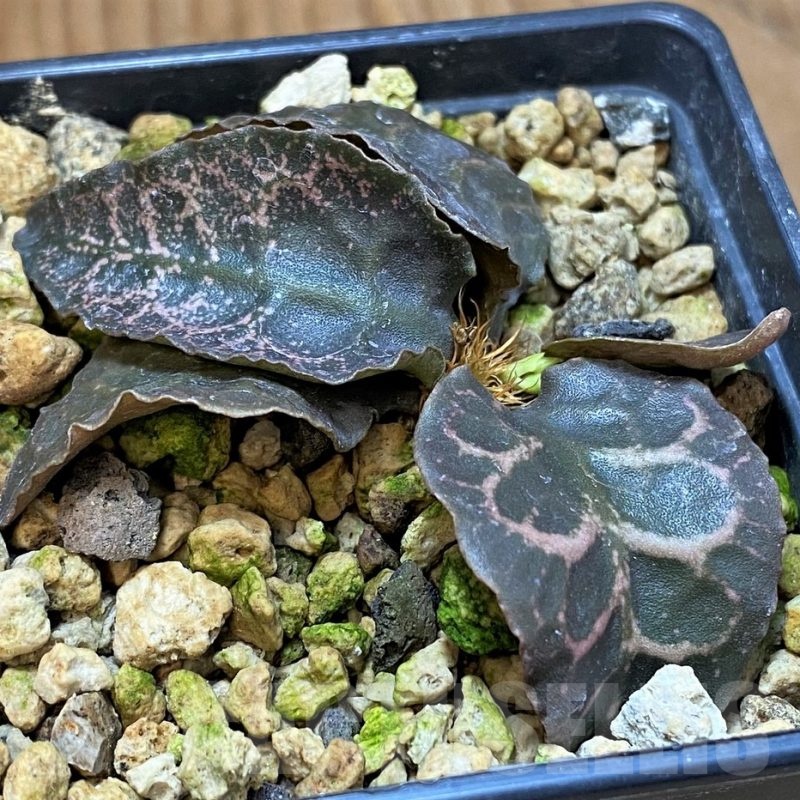 SH24737 Euphorbia francoisii