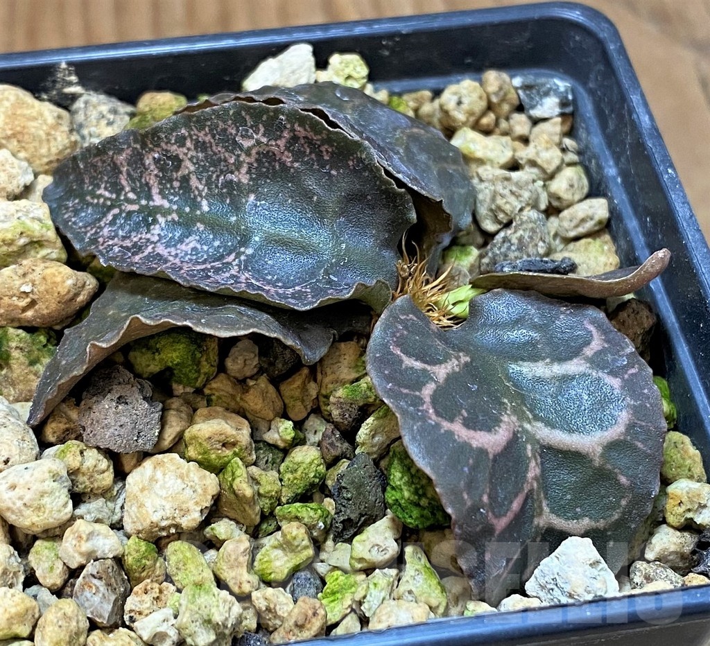 SH24737 Euphorbia francoisii