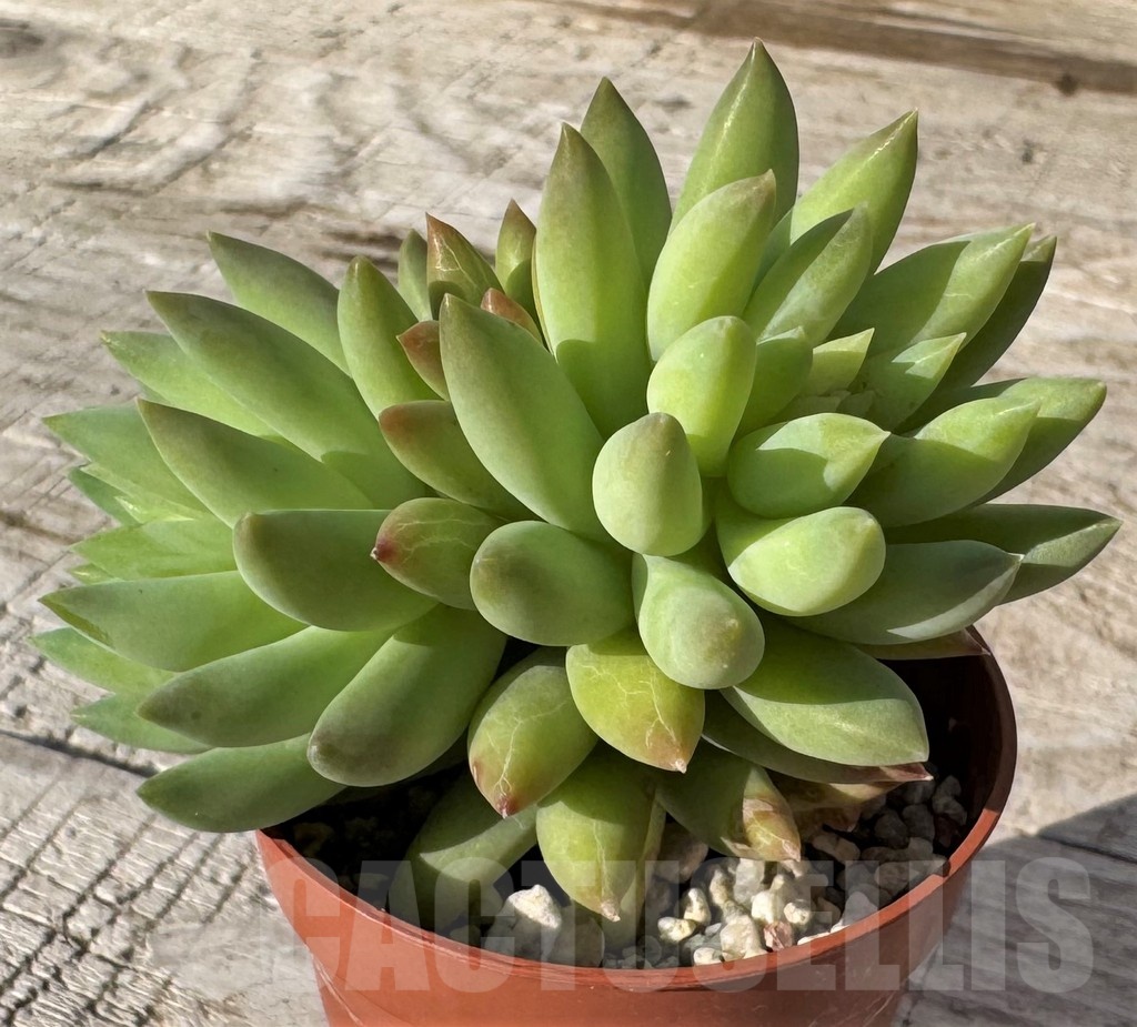 SH24864 Sedeveria 'Harry Butterfield' - Image 3