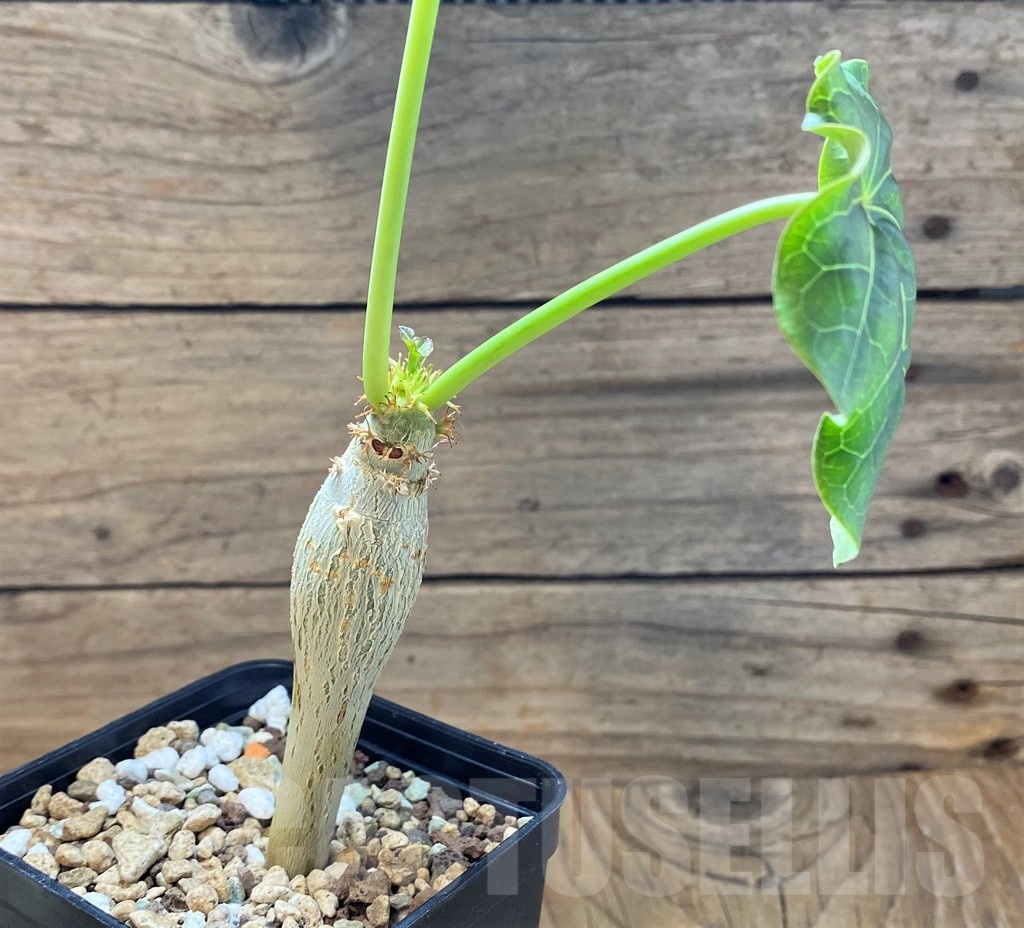 SH24738 Jatropha podagrica - immagine 2