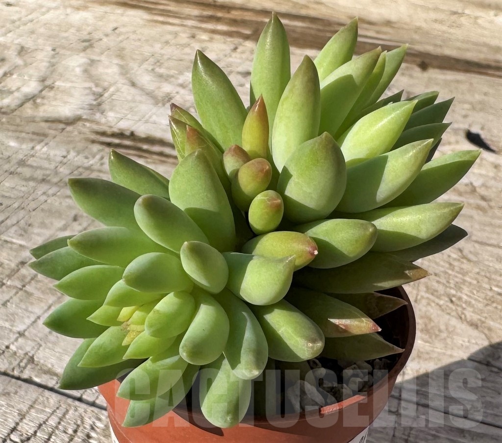 SH24864 Sedeveria 'Harry Butterfield' - Image 2