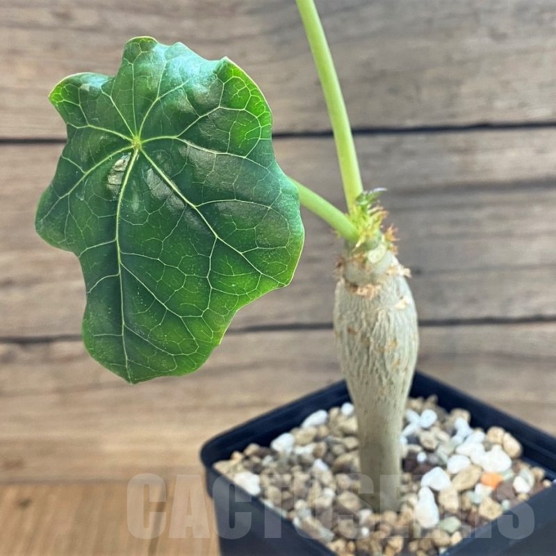 SH24738 Jatropha podagrica