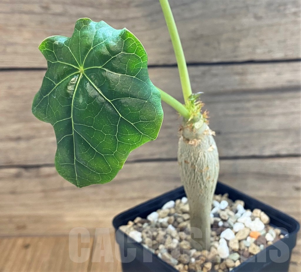 SH24738 Jatropha podagrica